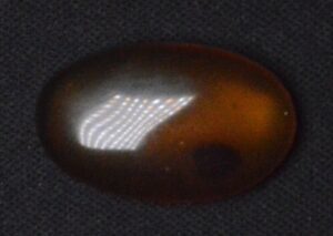Fossilized Beetle Shell from Historic Times!
