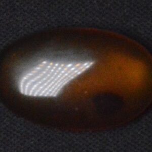 Fossilized Beetle Shell from Historic Times!